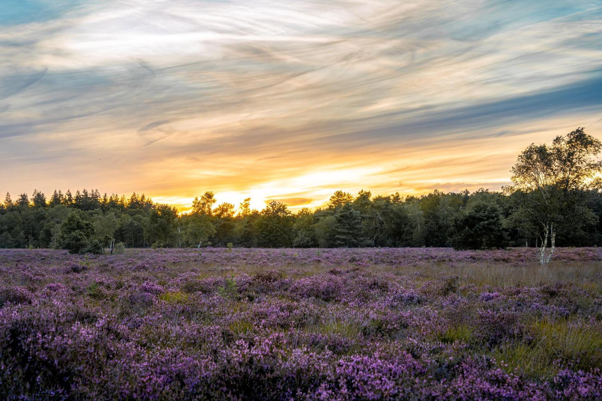 Veluwe Park Reewold Chalet Infinity بوتِنْ المظهر الخارجي الصورة
